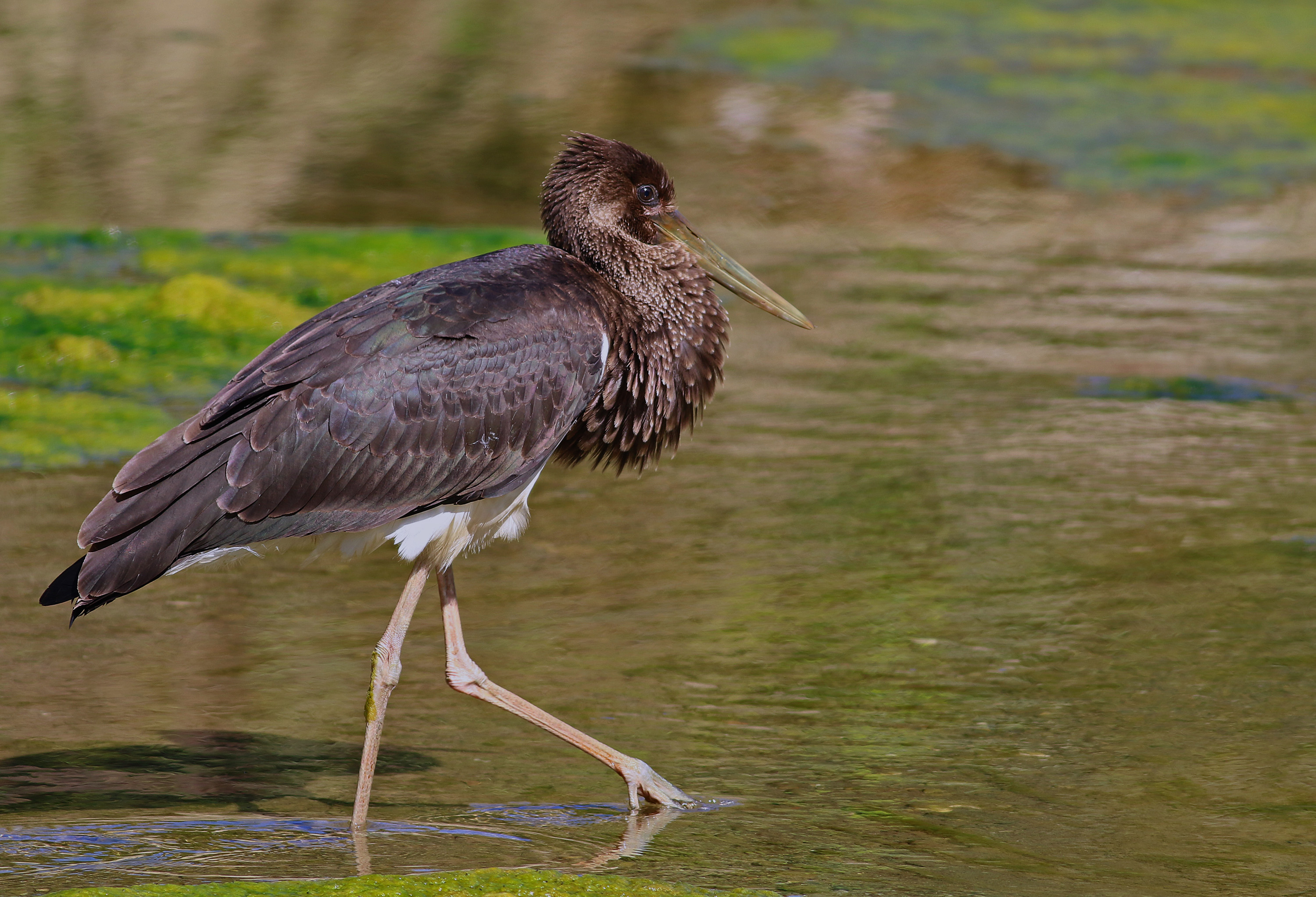 Black Stork